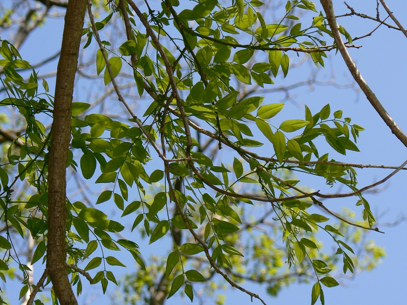 Acacia de Japon Sophora japonica identificar arbol madrid