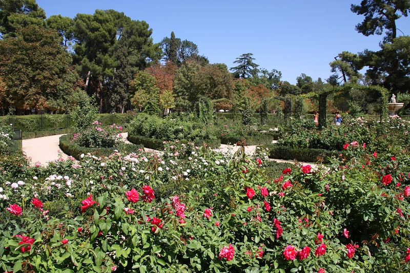rosaleda rosales en madrid especies variedades plantaciones Retiro Parque del Oeste