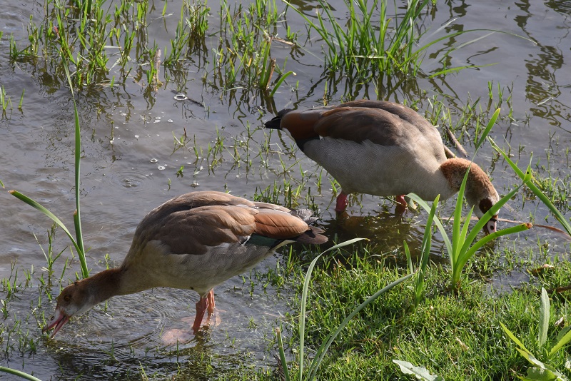 Gansos del nilo en el rio Manzanares aves en Madrid especie invasora