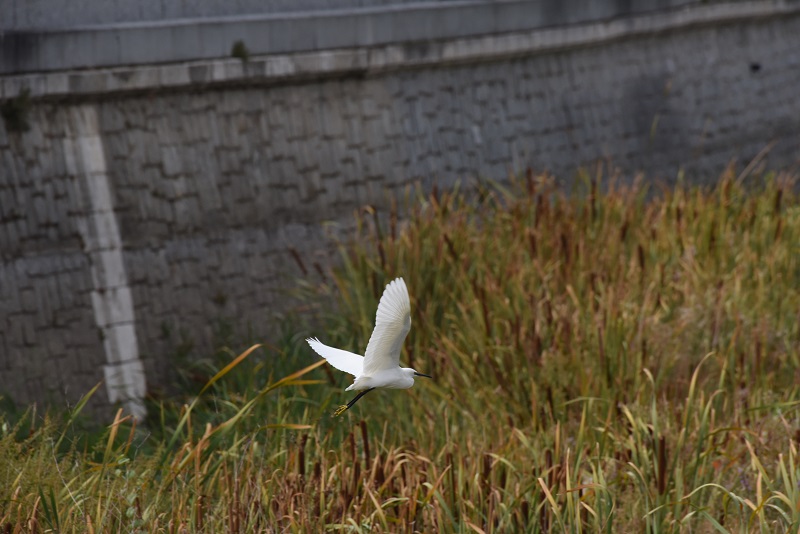 Renaturalizacion rio Manzanares garza blanca volando avifauna de madrid
