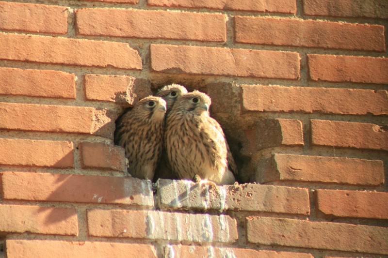 halcones en una torre de Madrid aves madrilenas
