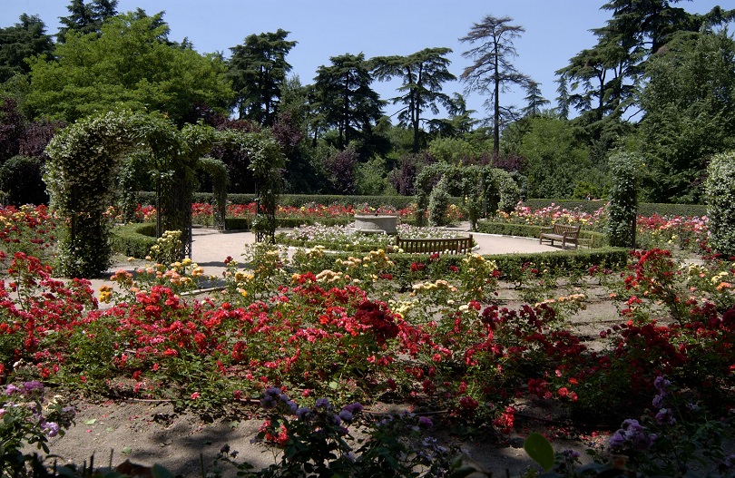 Rosaleda en los jardines del Campo del Moro, que se extienden desde el Palacio Real hasta el paseo de la Virgen del Puerto y la ribera del río Manzanares.